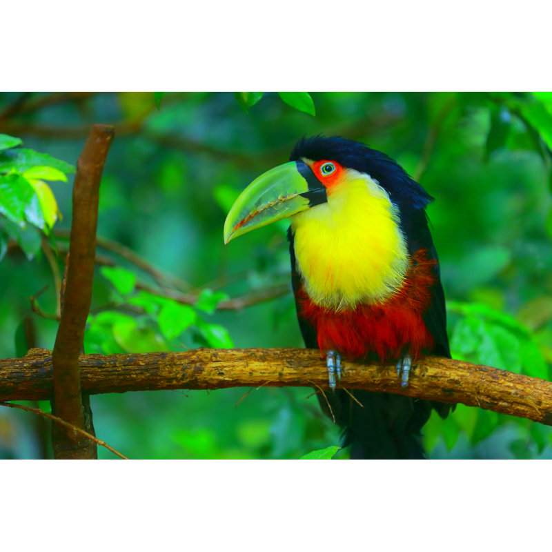 Cute Pensive Toucan by Agustavop - Wrapped Canvas Print