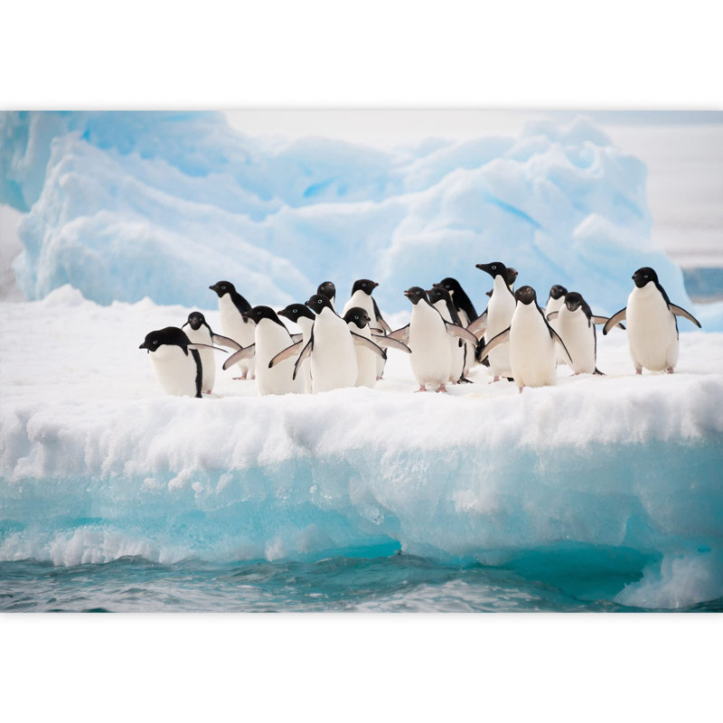 Grand papier peint auto-adhésif Adelie Penguins Colony on The Iceberg Antarctica, L 100 po x l 144 po