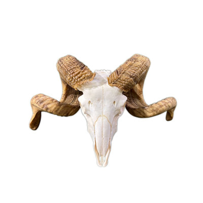 Trophy Size Real Ram Skull