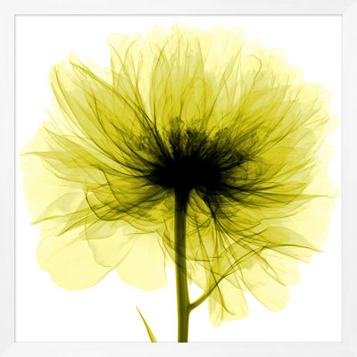 Lime cueillie à la main 1 pi, impression encadrée sur verre