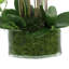 Orchid Arrangement in Glass Vase with Moss