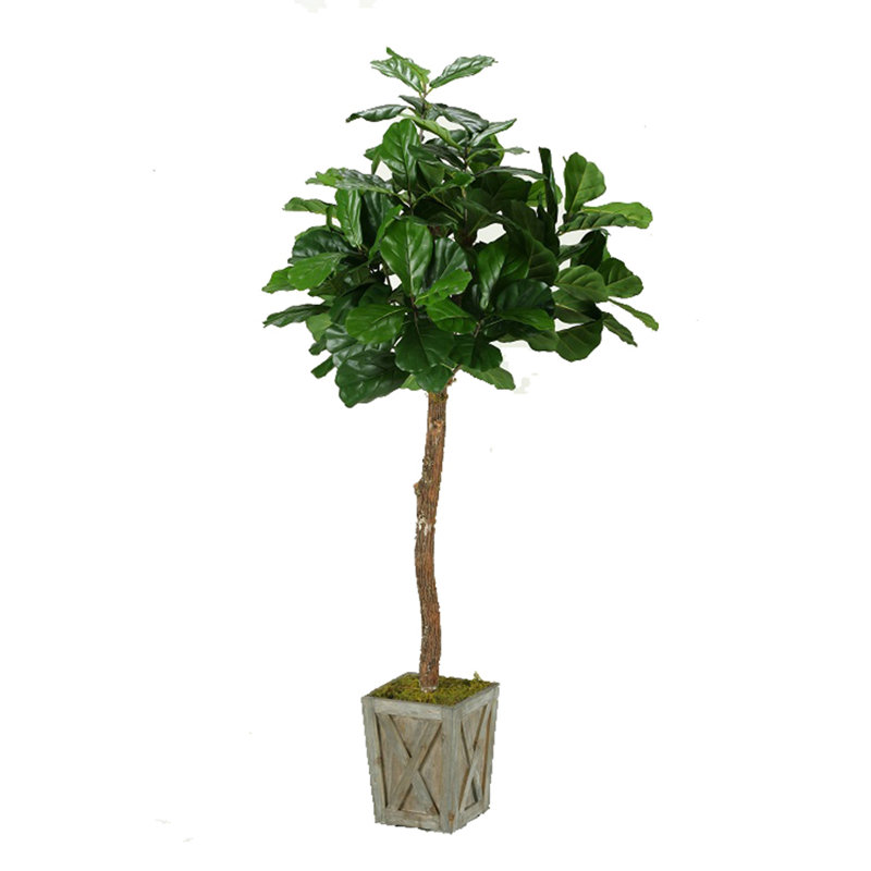 Arbre de figues en feuille à fleurs