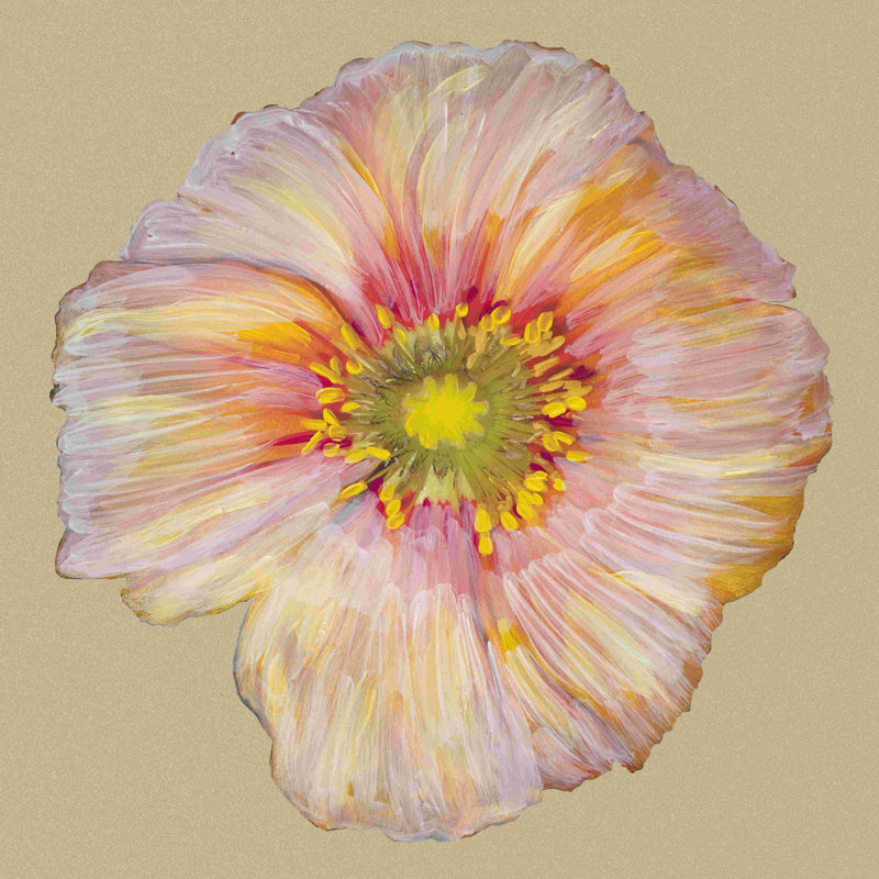 Fleur de coquelicot I, H 12 po x l 12 po