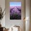 Lavande française Alvord Provence-108628665