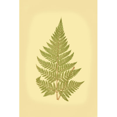 Lowes Fern I (PP)