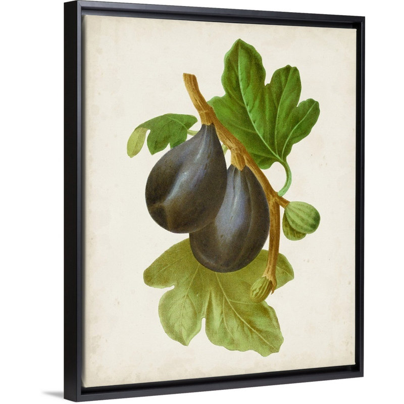 Antique Fruit VI - reproduction d'art sur toile, Cadre flottant noir, H 31,7 po x l 25,7 po x P 1,75 po