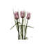 Tulips II by Albert Koetsier - Wrapped Canvas Print-760522782