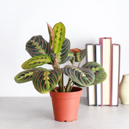 Prayer plant with variegated green and pink leaves in a terracotta pot sitting on a surface next to a stack of books.