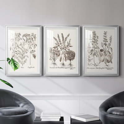 " Sepia Besler Botanicals I " 3 - Pieces