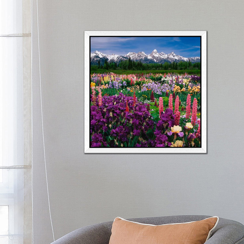 Iris & Lupine Field, Grand Teton National Park, Teton County, Wyoming, Usa by Adam Jones - Print on Canvas