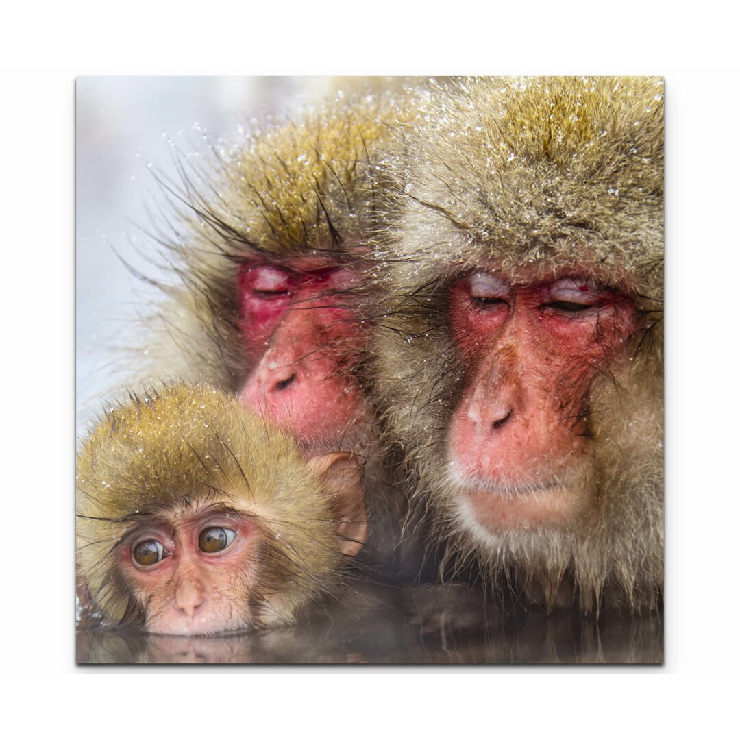 Leinwandbild Snow Monkeys