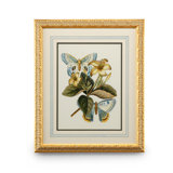 Butterfly Oasis IV Print
