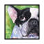 « french bouledogue », reproduction d’impression sur toile-32498906-72117522-72117528