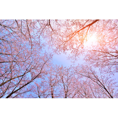 Pink cherry blossoms