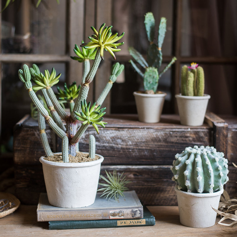 Plante grasse cactus en pot