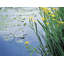 Iris and Lily Pads Design Framed Print