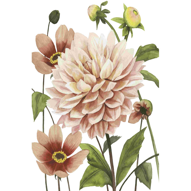 Dahlia sort I, H 30 po x l 20 po