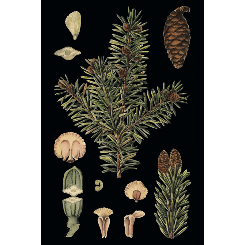 Small Dramatic Conifers I by Vision Studio - Wrapped Canvas Print, 46cm H x 30cm W x 3.8cm D