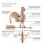 Girouette coq-29251986-105789265