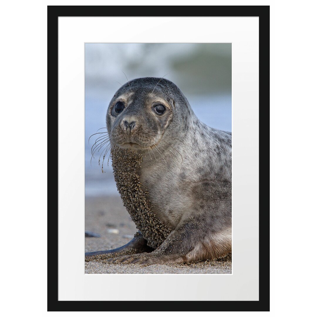 Gerahmtes Poster Niedliche Robbe am Strand