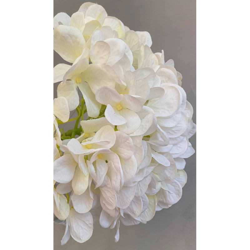 HYDRANGEA SANS FEUILLES, Blanc