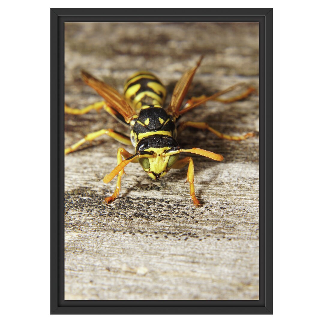 Gerahmtes Wandbild Wespe auf Holz