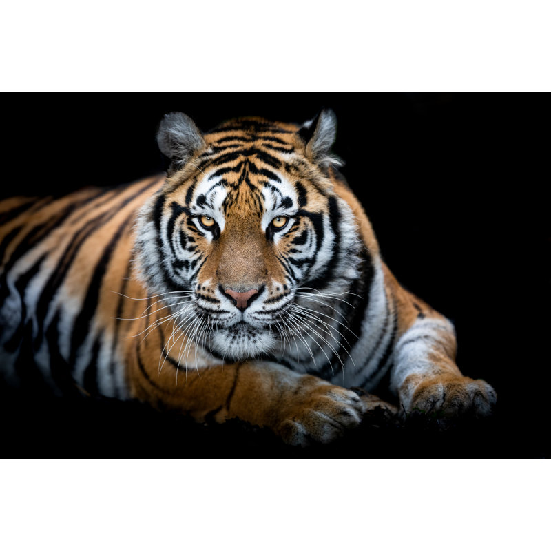 Portrait Of A Tiger With A Black Background - Wrapped Canvas Print, 30cm H x 46cm W x 3.8cm D