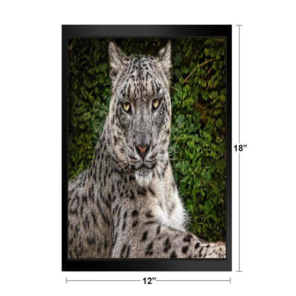 Dakota Fields Snow Leopard By Chris Lord Snow Leopard Pictures