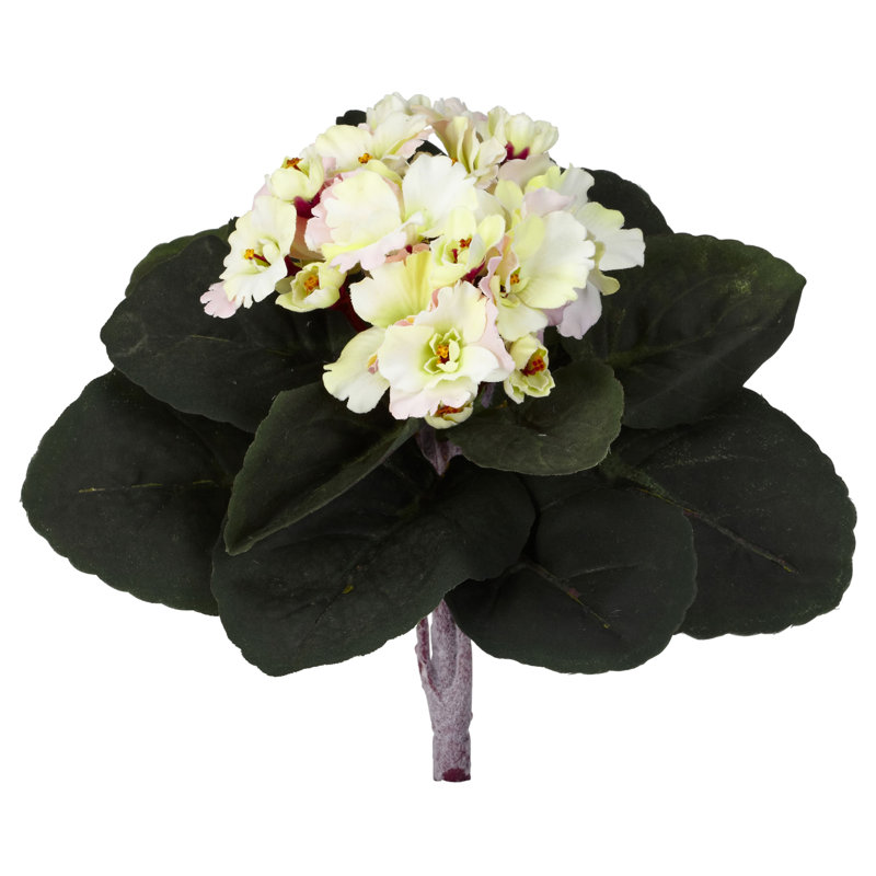 Buissons violets d'Afrique, Crème