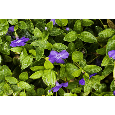 Vinca Minor Ground Cover by Debibishop