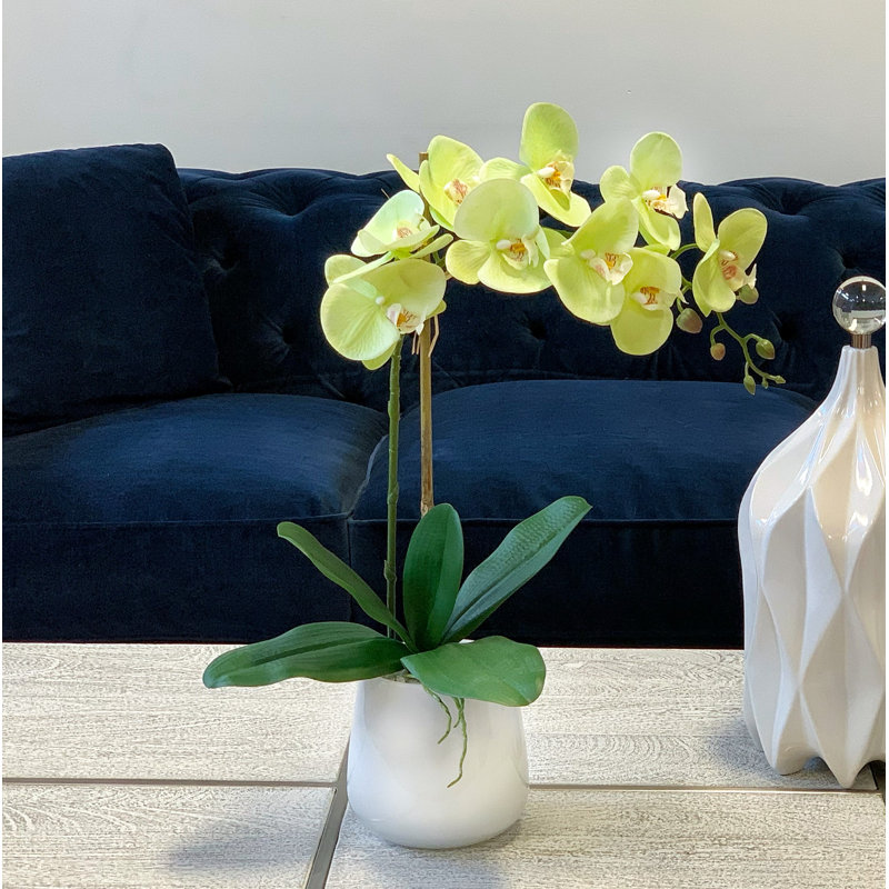 Phalaenopsis Orchid Floral Arrangement in Pot, Green
