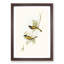 Swan River Honeyeaters by Elizabeth Gould - Picture Frame Art Prints-55616972-55616974