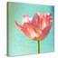 «Pink Tulip», reproduction de photo-31938782-31475030