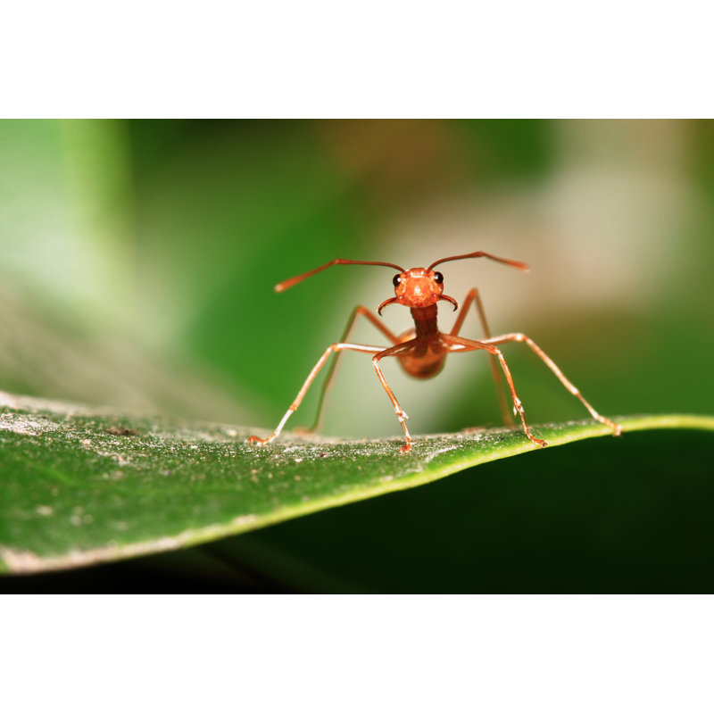 Ants Symbol Of Unity - Wrapped Canvas Print, 61cm H x 91cm W x 3.8cm D