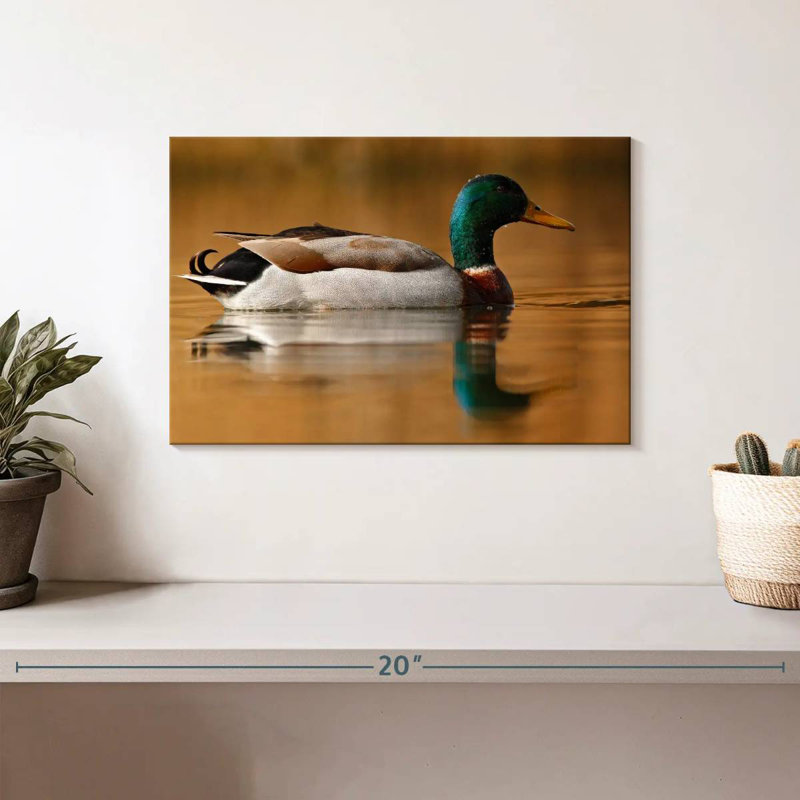 Canard colvert Brampt, H 8 po x l 12 po