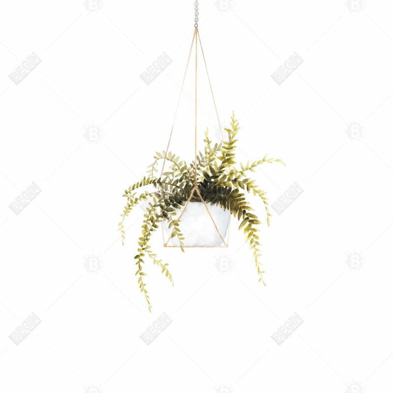 «Fern Suspendu»