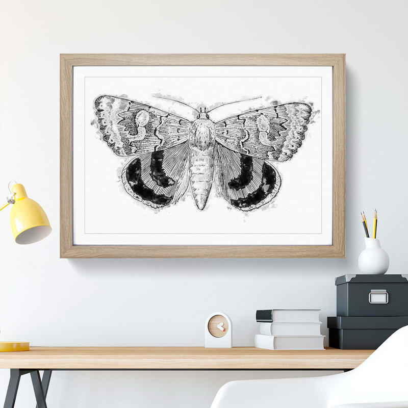 Sleepy Underwing Moth by S.F. Denton - Picture Frame Painting Print, 27cm H x 36cm W x 2cm D, Oak Framed