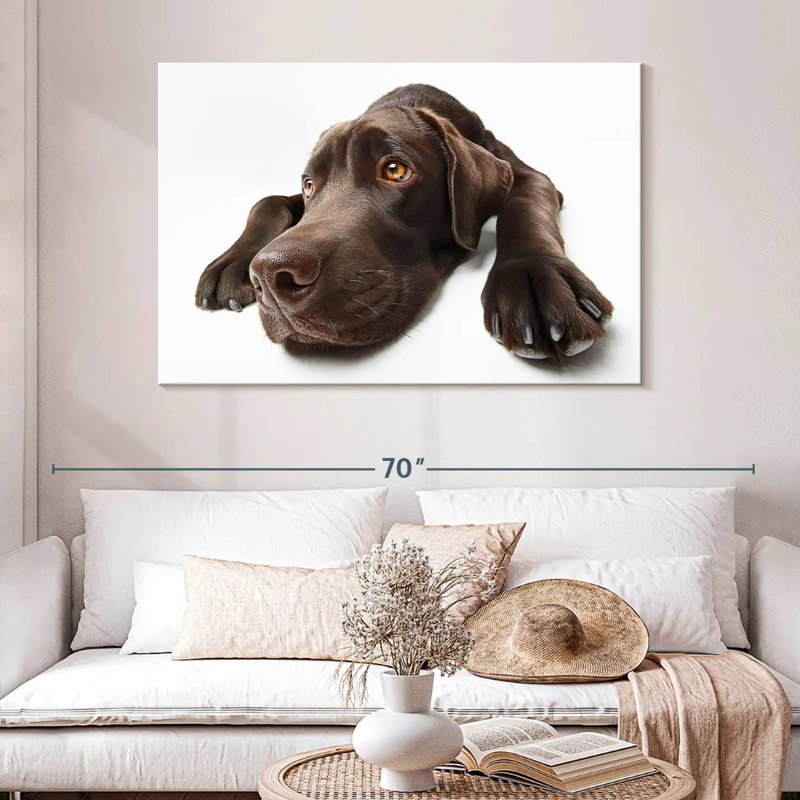 Labrador brun chocolat Brampt, H 32 po x l 48 po