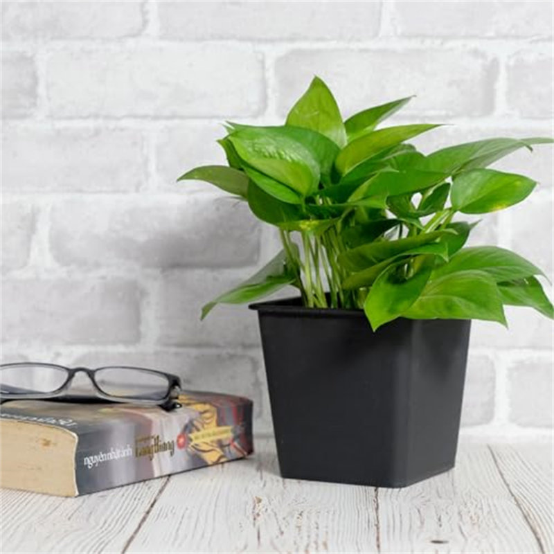 Pot de plante de jardin 6,3 "carré - pots de jardin en plastique avec drainage, H 5,5 po x l 6,3 po x P 6,3 po