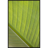 Verde Delicato Print by Karyn Millet