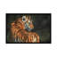 «Tiger at Night», impression sur toile-33109908-72416582-72416583