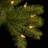 Downswept Douglas Fir Tree with Clear Lights-221982191