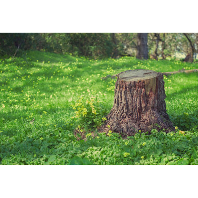 " Tree Trunk Stump "