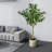 Artificial Ficus Tree in White Decor Pot-1084028229
