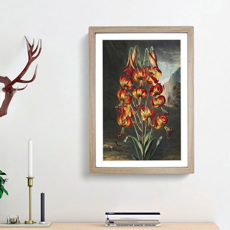 The Superb Lily by R.J. Thornton - Picture Frame Painting Print, 36cm H x 27cm W x 2cm D, Oak Framed