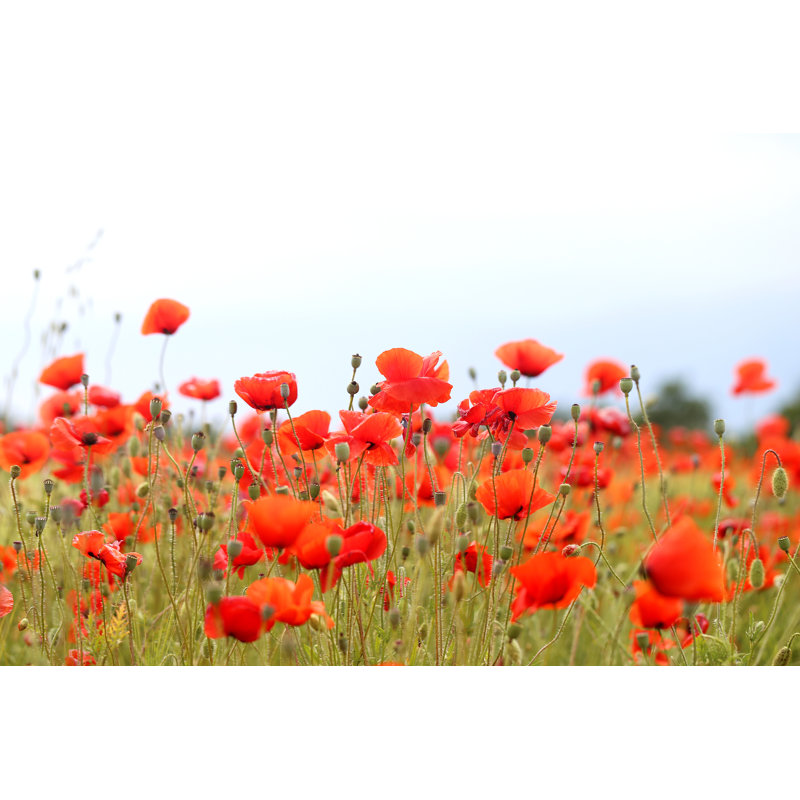 Fatululik Beautiful Red Poppies by Tanor - Wrapped Canvas Print, 30cm H x 46cm W x 3.8cm D