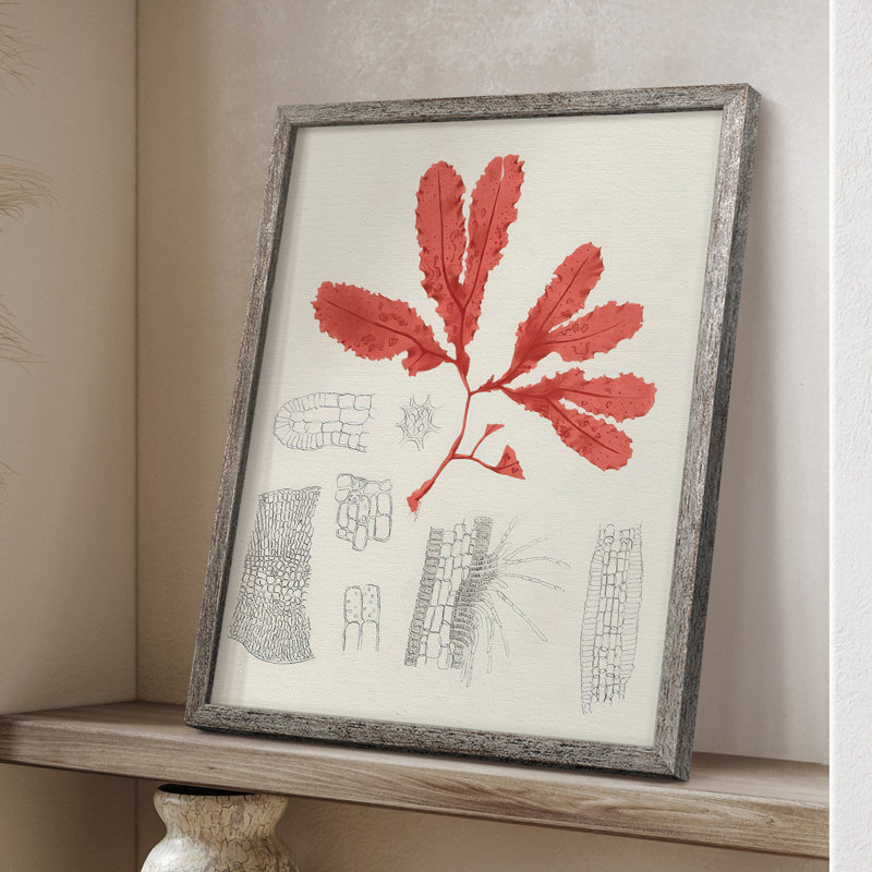 «Vintage Coral Study II», reproduction encadrée - bois massif