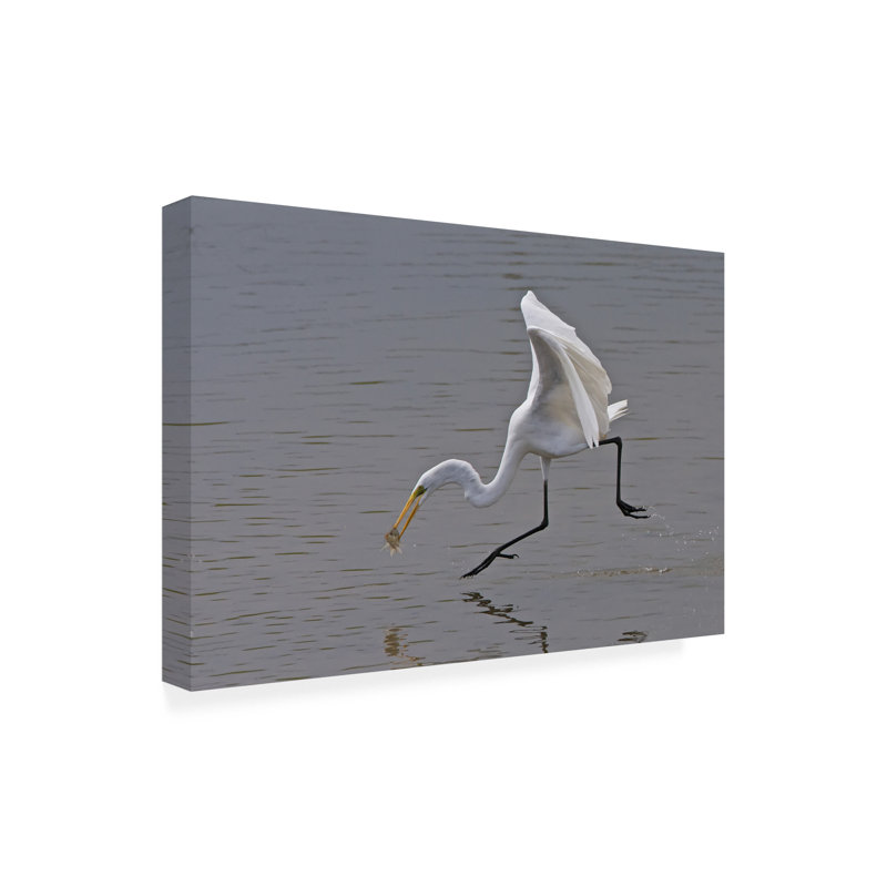 Art sur toile, aigrette bolologienne, H 22 po x l 32 po