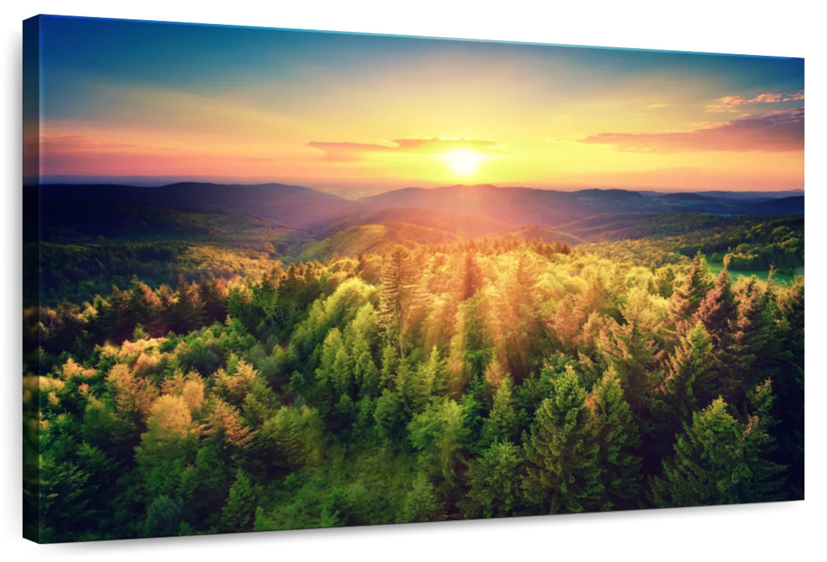 Millwood Pines Alvord Scenic Forest At Sunset | Wayfair