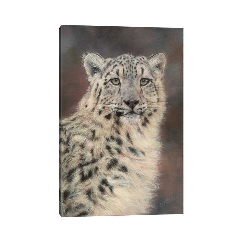 Snow Leopard Portrait by David Stribbling - Wrapped Canvas Print, 20.32 cm H x 30.48 cm W